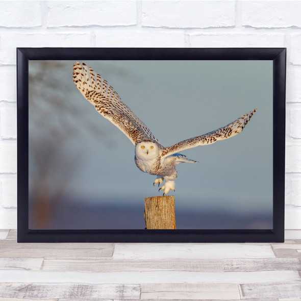 Wildlife Wild Nature Animal Animals Owl Snowy Bokeh Owls Bird Wall Art Print