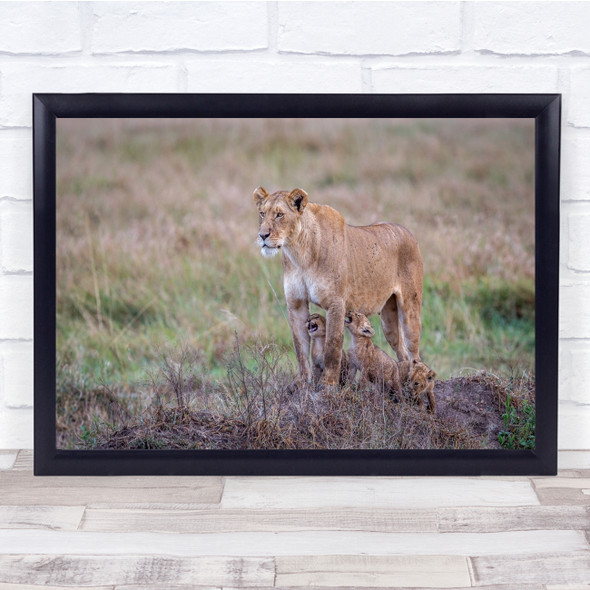 Wildlife Wild Nature Animals Baby Lion Lions Lioness Cute Cub Wall Art Print