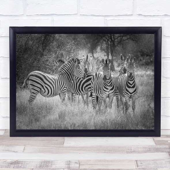 Zebras Stripes Black & White Africa South National Park Kruger Safari Print