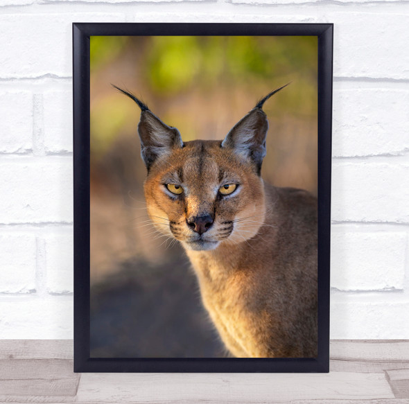 Africa Animal Eyes Caracal Etosha Feline Look Namibia Nature Wall Art Print