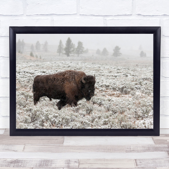 Bison Yellowstone National Park Wild Wildlife Nature Animals Wall Art Print