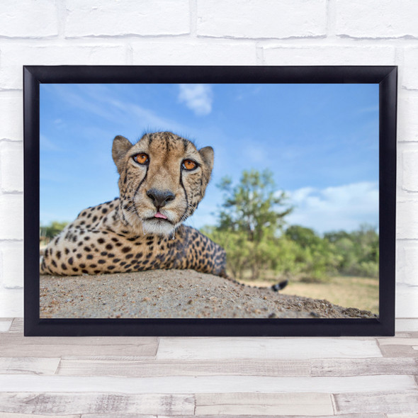 Cheetah Hungry Cat Kruger Wildlife Nature Wild Africa Safari Wall Art Print