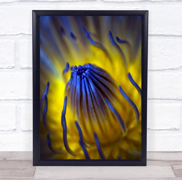 Cideng Jakarta Blue Yellow Flower Macro Indonesia Water Lily Wall Art Print