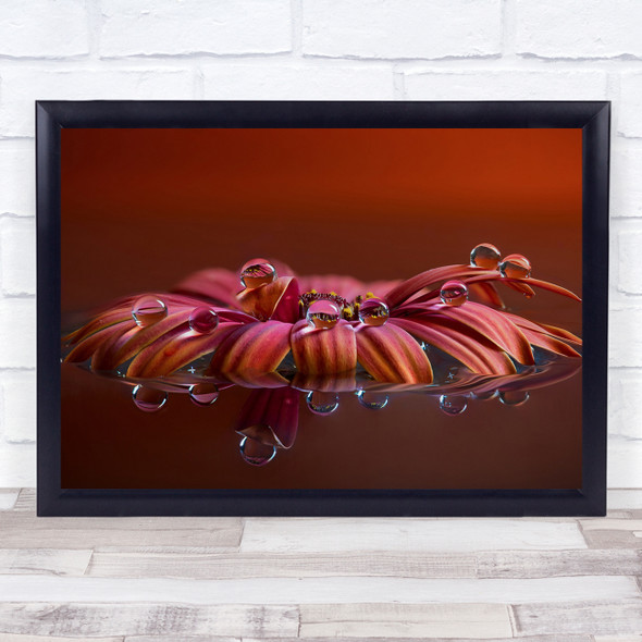 Drop Reflection Macro Flower Water Focus Stacking Red Erchie Wall Art Print