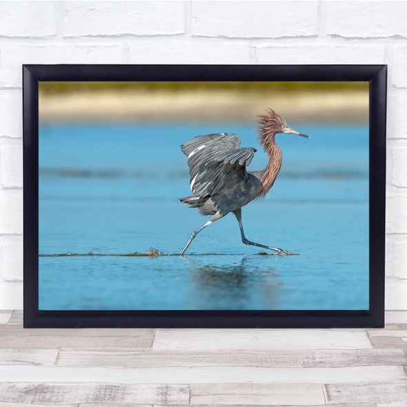 Egretta Rufescens bird Egret Garceta Rojiza Florida Wildlife Wall Art Print