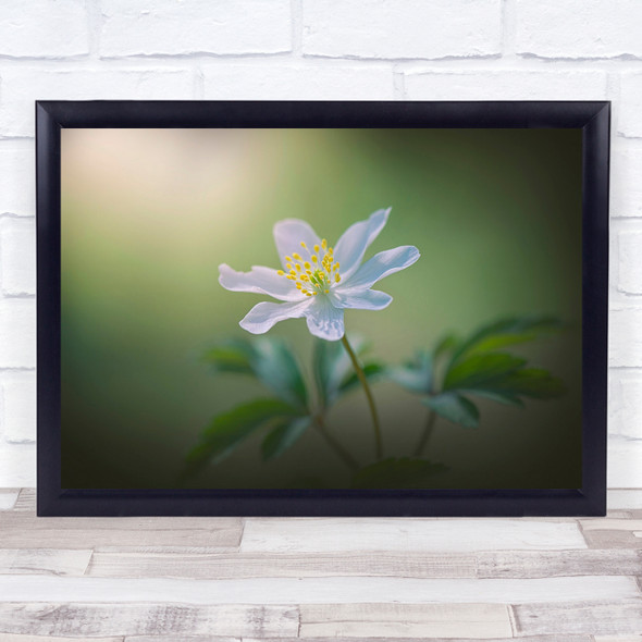 Flower Spring Macro Floral Bloom Green Flowers Bokeh Blossom Wall Art Print