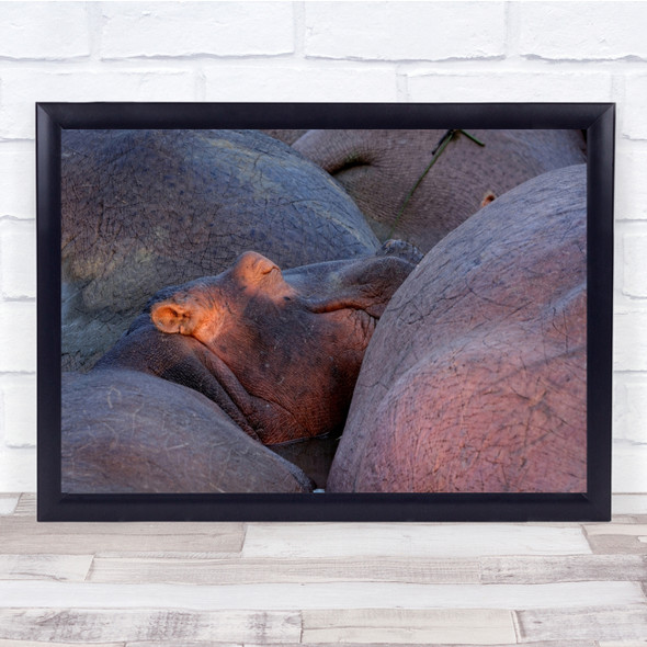 Hippo Sleeping Dreaming Sunset Hippopotamus Amphibius Africa Wall Art Print