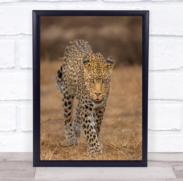 Leopard Safari Africa Mashatu Feline Predator Hunter Hunting Wall Art Print