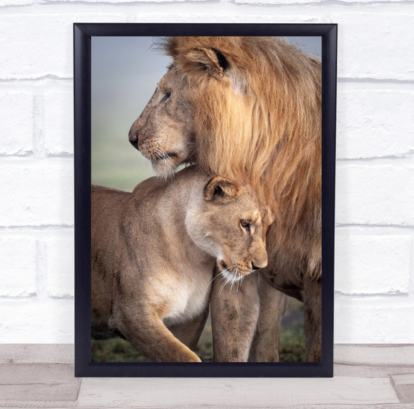 Lion Lioness Wild Love Affection Serengeti Tanzania Wildlife Wall Art Print