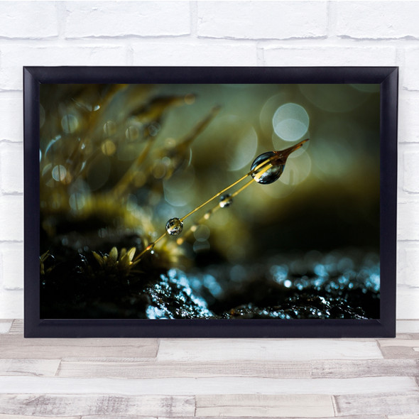 Moss Flower Dew Flare Backlighting Macro Garden Pearl Gentle Wall Art Print