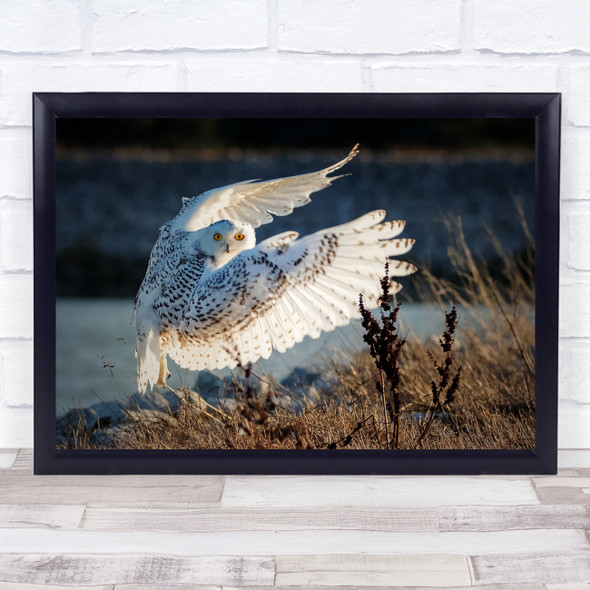 Owl Flight Snowy Owls Take Off Bird Birds Grass Bokeh Glance Wall Art Print