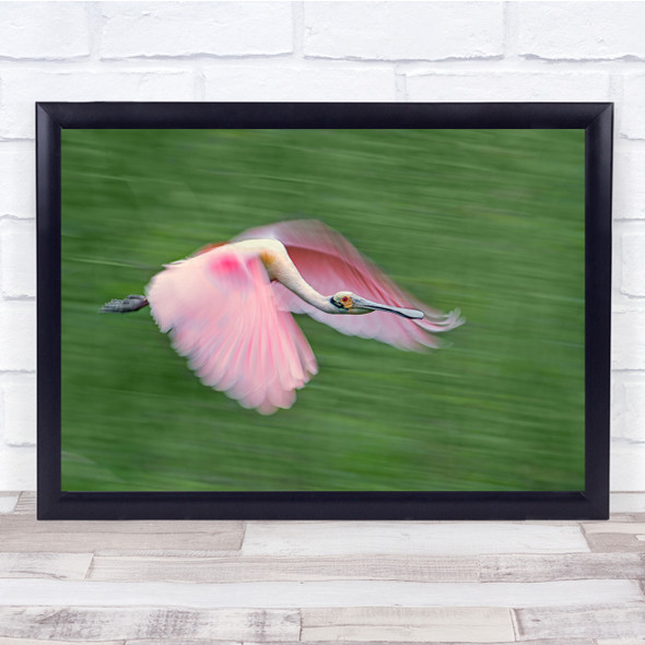 Spoonbill Panning Pink Motion Speed Bird Wildlife Flight Fly Wall Art Print