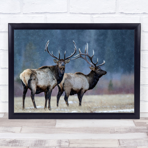 Stag Deer Antler Antlers Wildlife Wild Nature Animal Animals Wall Art Print