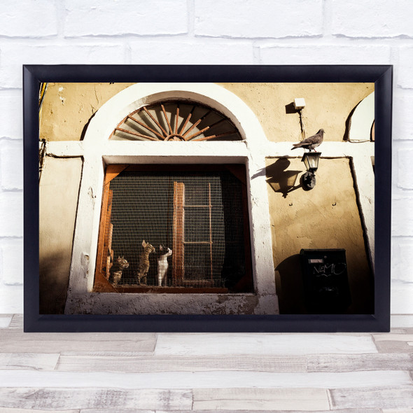 Street Cat Bird Look Old Town Cats Looking Watching Predator Wall Art Print