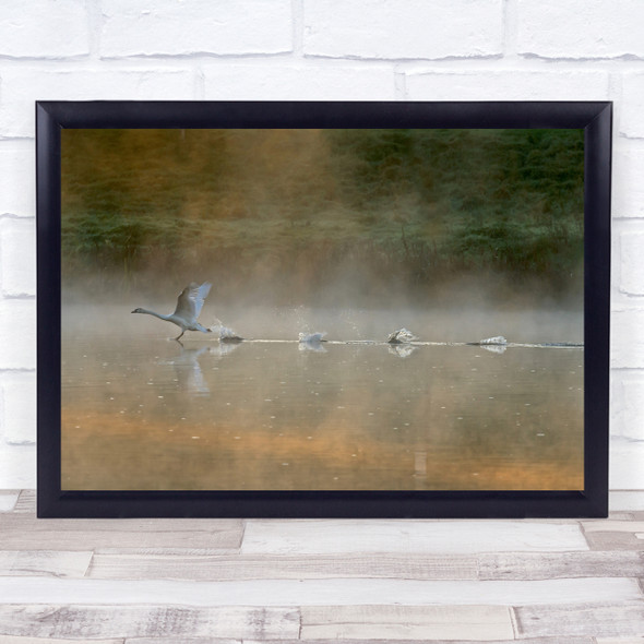 Swan Bird Nature Animal Wildlife Wild Take-Off Take Off Lake Wall Art Print