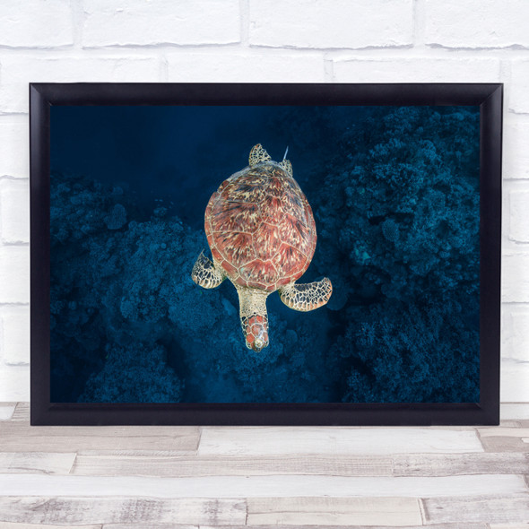 Underwater Turtle Sea Turtle Green Turtle Ocean Wild Mayotte Wall Art Print