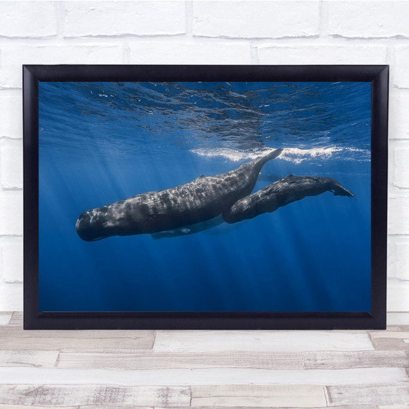 Whale Underwater Mauritius Sperm Whales Family Surface Light Wall Art Print