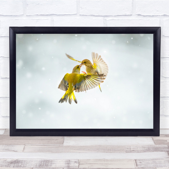 Wildlife Animal Animals Nature Birds Greenfinch Flock Action Wall Art Print