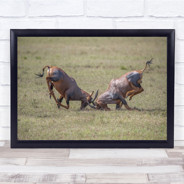 Wildlife Wild Nature Antelope Animals Clash Crash Duel Fight Wall Art Print