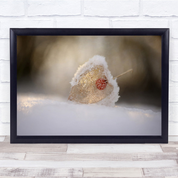 Flower Flora Floral Macro Snow Winter Cold Physalis Frozen Rime Seed Print