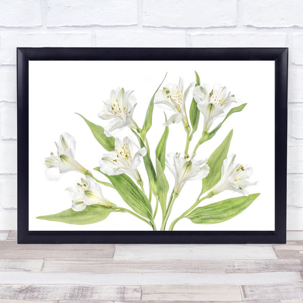 Alstroemeria Peruvian-Lily White Green Macro Flower Lily Flowers Wall Art Print