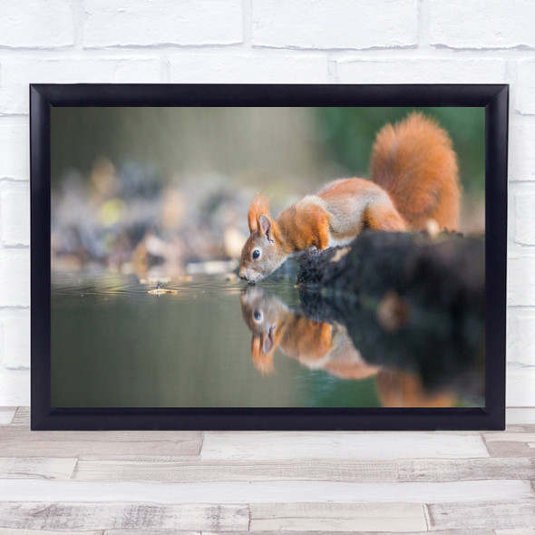 Animal Nature Red Squirrel Cute Animals Wildlife Wild Reflection Wall Art Print