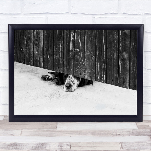 Animals Animal Captive Pet Pets Dog Dogs No People Person Nobody Wall Art Print