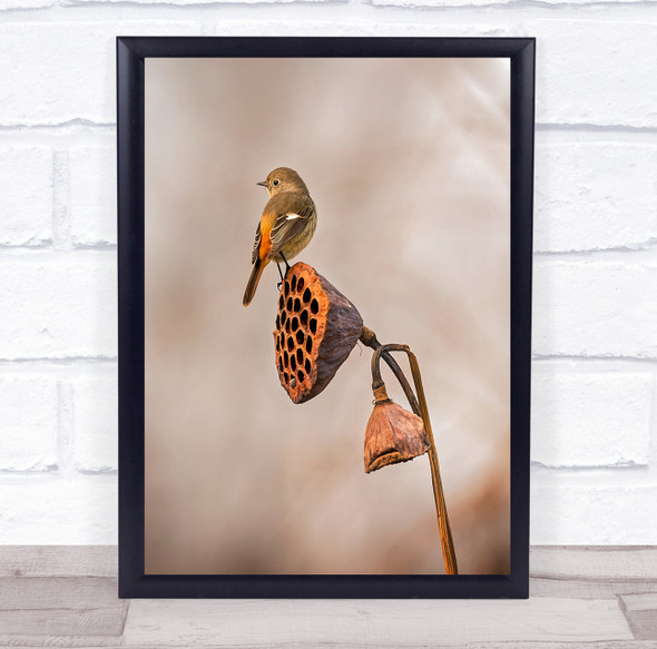 Brown Bird Fall Autumn Wither Withered Bokeh Birds Wildlife Wild Wall Art Print