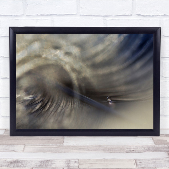 Feather Drop Water Sunlight Macro Germany Feathers Droplet Drops Wall Art Print