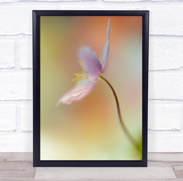 Flower Flora Floral Delicate Bokeh Blurry Soft Gentle Pink Macro Wall Art Print