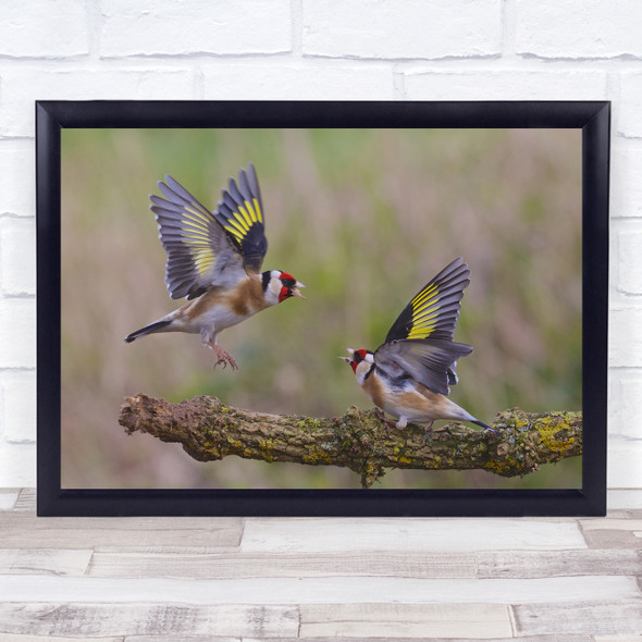 Goldfinch Chaffinch Uk Birdsuk Garden Birds England Wings United Wall Art Print