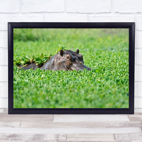 Hippo Green-Pond Zambia Africa Wildlife Wild Nature Animals Bath Wall Art Print