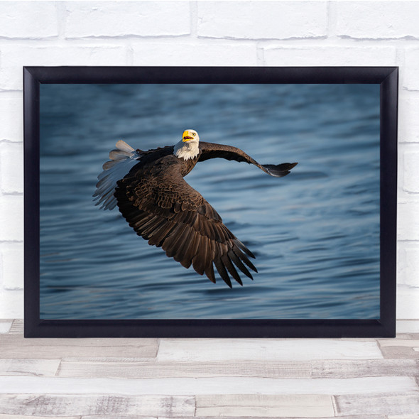 Mississippi River Illinois White Eagle Bird Birds Water Wildlife Wall Art Print