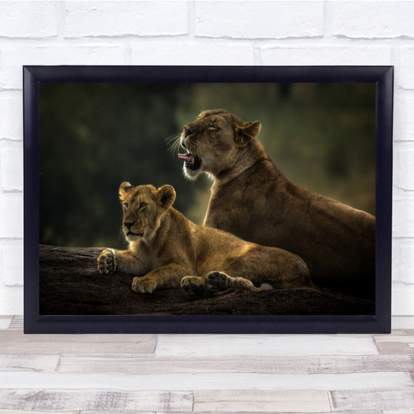 Nature Animal Wild Wildlife Lion Cub Jungle Africa Mother Couple Wall Art Print