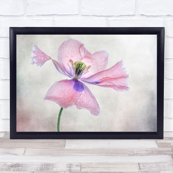 Poppy Pink Summer Flower Papaver Garden Nature Beauty Still Life Wall Art Print