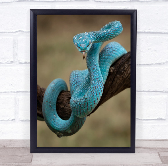 Snake Perspective Pov Snakes Animal Animals Tongue Strike Attack Wall Art Print