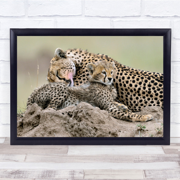 Tenderness Cheetah Africa Wild Nature Animals Tanzania Serengeti Wall Art Print