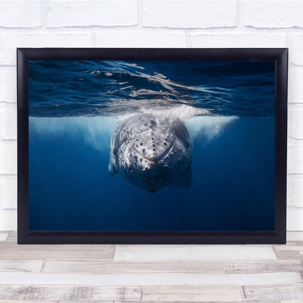 Whale Humpback Baleine Bosses Underwater Cetacea Island Wildlife Wall Art Print