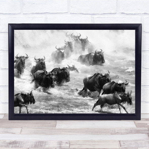 Wildebeest Wildebeests Wildlife Wild Nature Animal Animals Water Wall Art Print