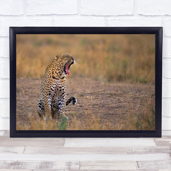 Yawn Fangs Tired Sleepy Sleep Break Lazy Leopard Africa Wildlife Wall Art Print