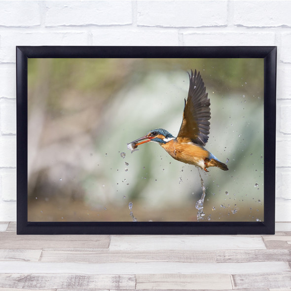 Wildlife Wild Animal Animals Nature Bird Birds Kingfisher Print - PETTEX650288