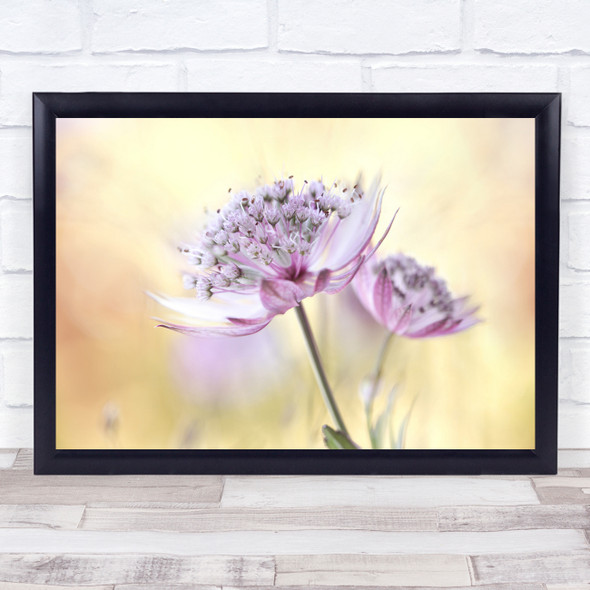 Astrantia Astrantia-Major Masterwort Summer Flower Floral Flora Wall Art Print