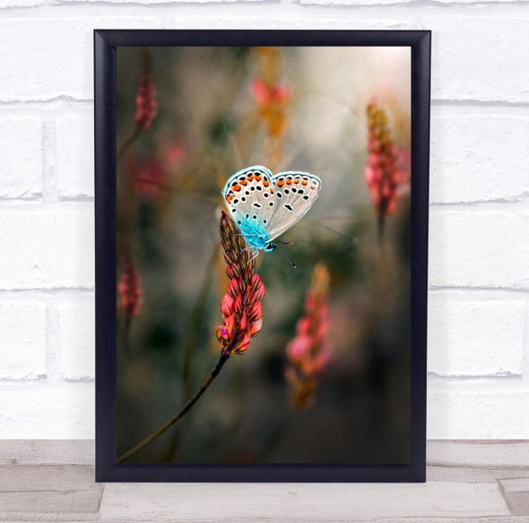 Butterfly Butterflies Macro Flower Flowers Bokeh Insect Insects Wall Art Print