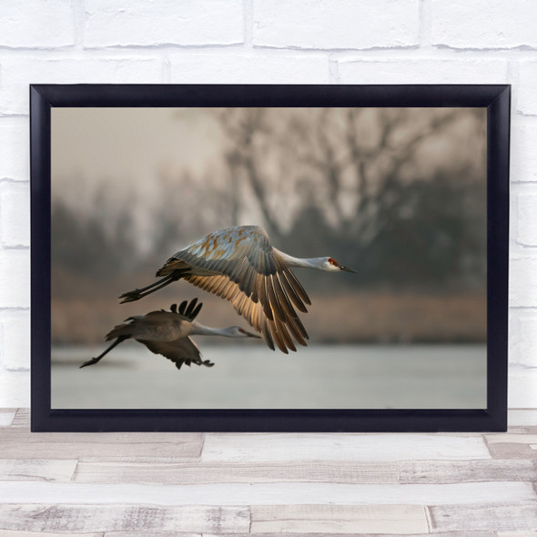 Crane Flying Morning Migration Sandhill Cranes Flight Fly Bokeh Wall Art Print