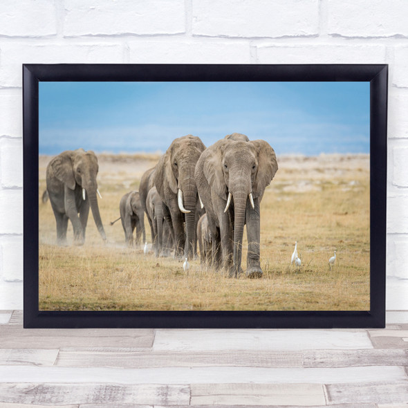 Elephant Elephants Birds Big Huge Walk Walking Line Queue Tusks Wall Art Print