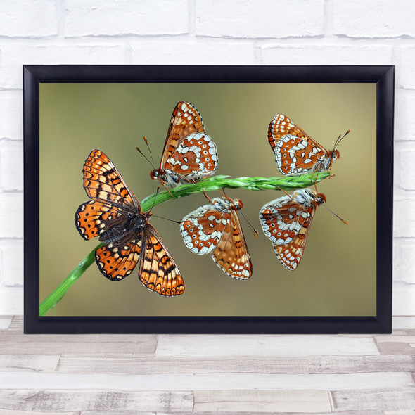 Eurodryas Aurinia Butterflies Sitting Resting Green Brown White Wall Art Print