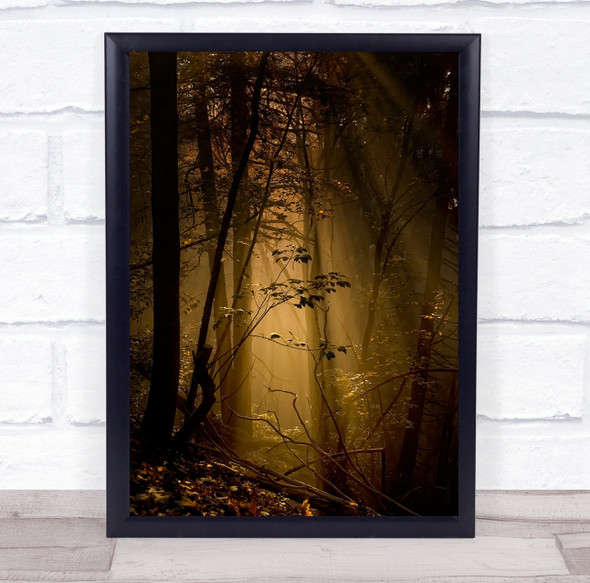 Forest Woods Trees Light Landscape Glade Gold Golden Rays Magic Wall Art Print