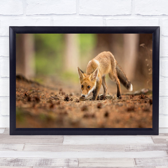 Fox Curious Curiosity Smell Sniffing Play Playing Cute Wildlife Wall Art Print