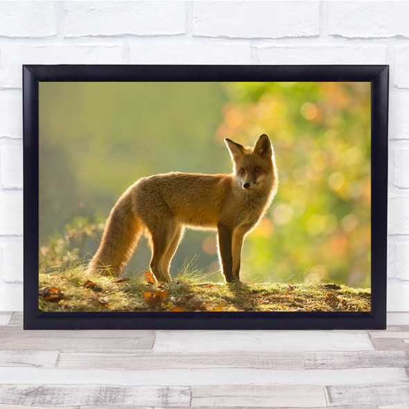 Fox Wildlife Red Nature Wild Animal Fall Autumn Light Backlight Wall Art Print