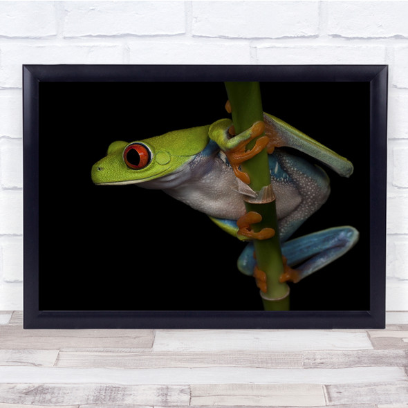 Frog Macro Animals Red Eyed Tree Close-Up Animal Eye Shrewd And Wall Art Print